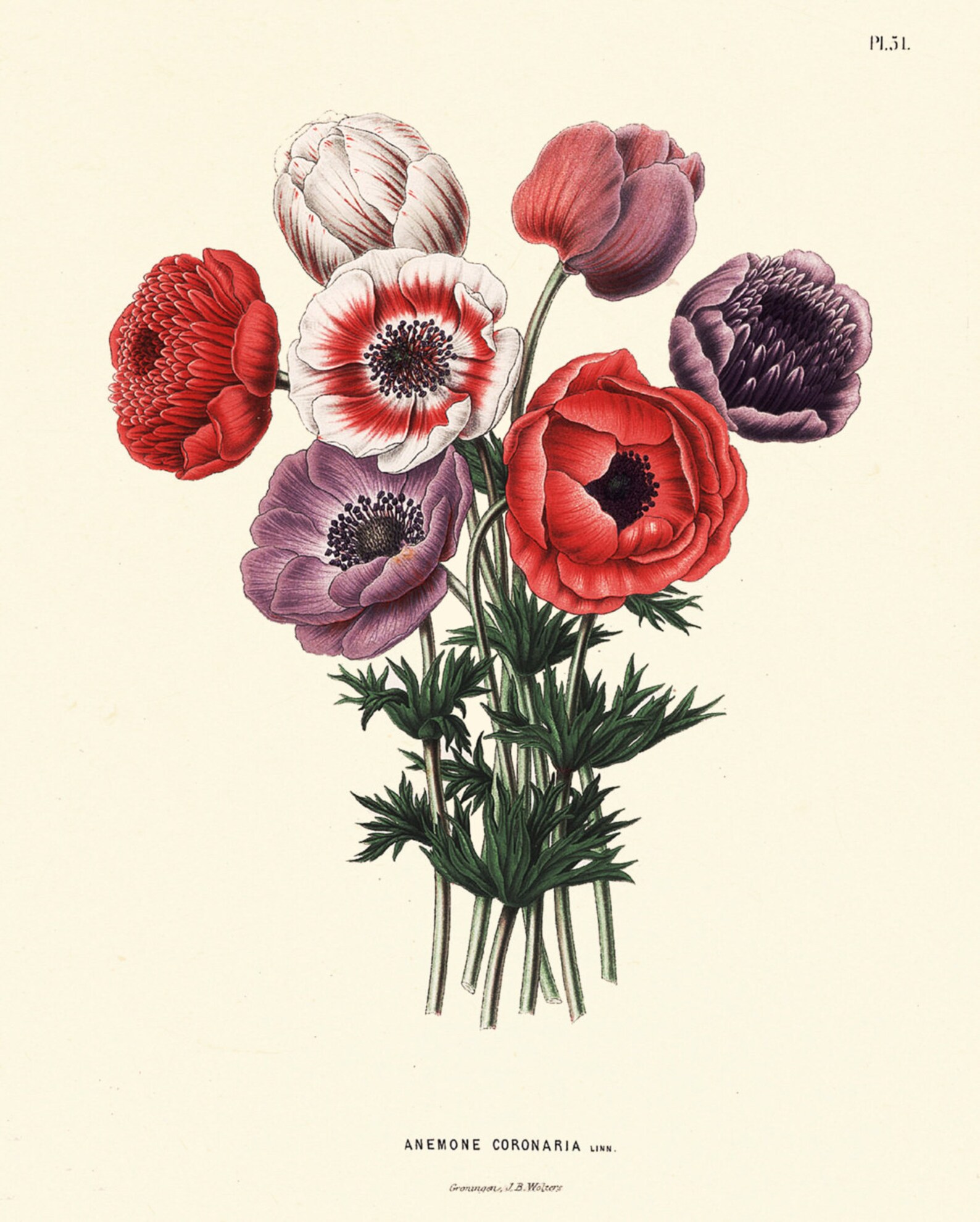 Botanical Flower Print SET of 6 Art Print 8X10 Witte Antique Blue ...