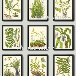 FERN Print SET of 9 Botanical Art Print Lindman Antigo Gráfico de Samambaias Verdes Floresta Verão Planta Natureza Ilustração para emoldurar Decoração de Casa Jardim