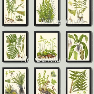 FERN Print SET of 9 Botanical Art Print Lindman Antique Green Ferns Chart Forest Summer Plant Nature Illustration to Frame Home Decor Garden