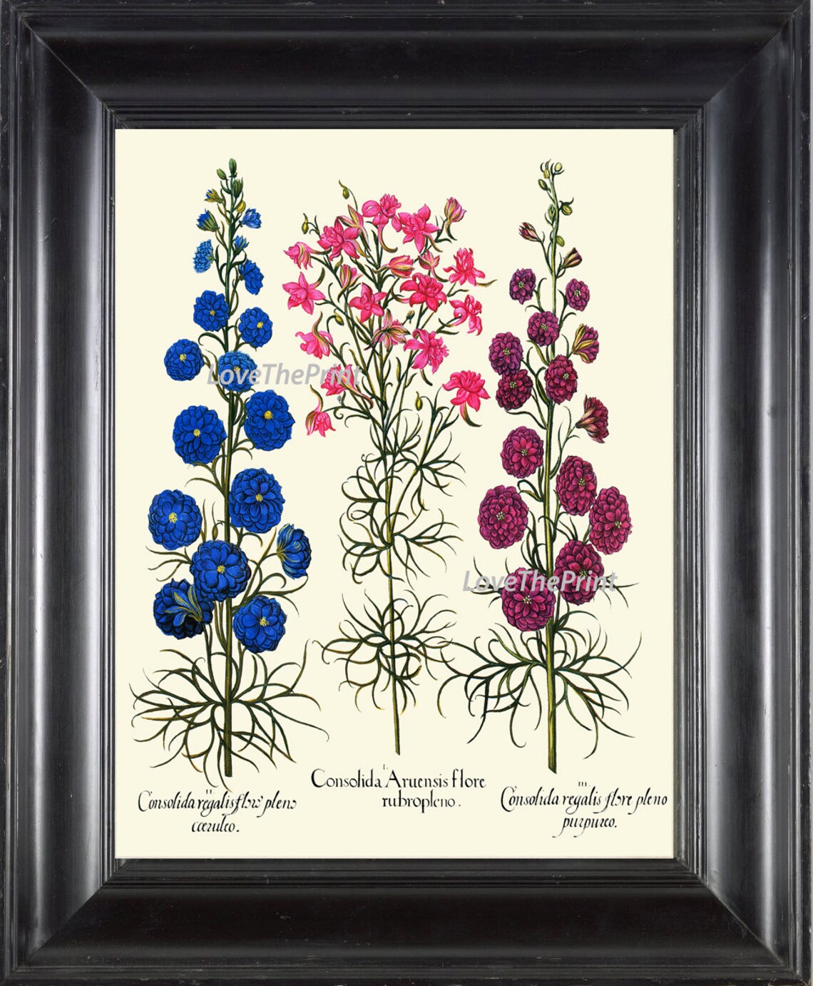 BOTANICAL PRINT Besler 8x10 Botanical Art Print 89 Beautiful Blue Pink ...