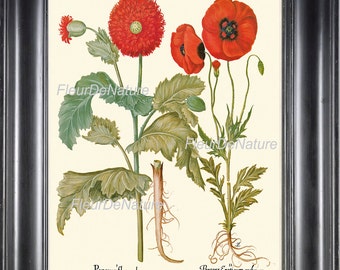BOTANICAL PRINT Besler 8x10 Art 30 Beautiful Papaver Opium Red Poppy Flower Antique Vintage Art Illustration Chart Painting Plate Home Decor