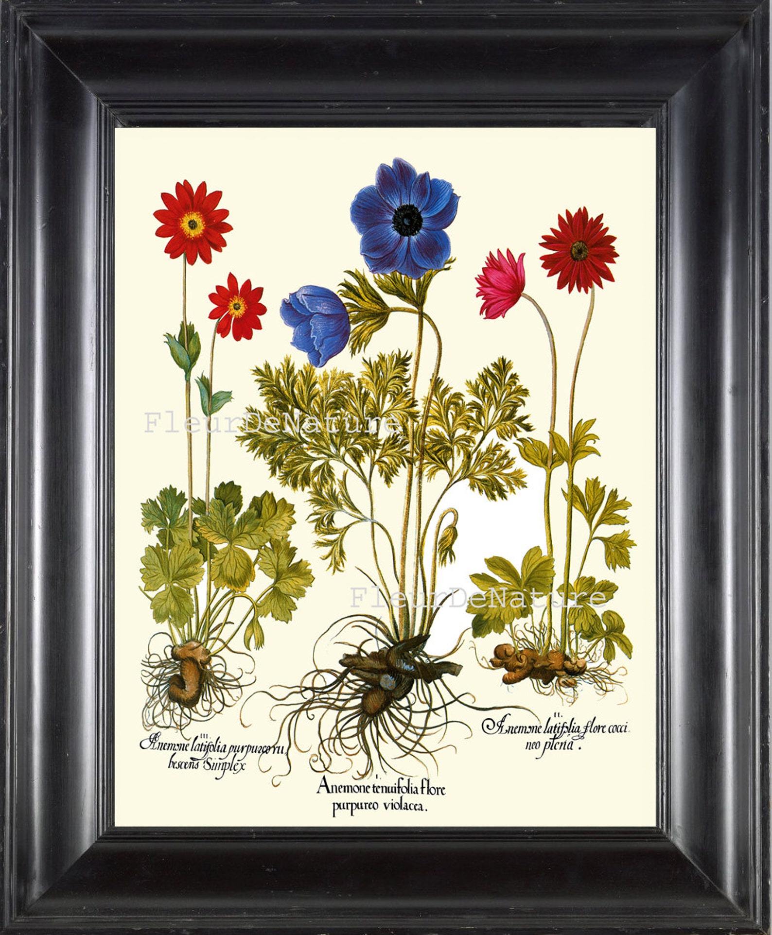 BOTANICAL PRINT Besler 8x10 Botanical Art Print 65 Beautiful Blue Pink ...