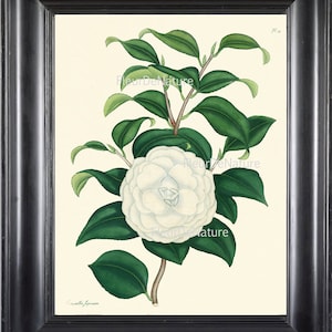IMPRESSION botanique ANDREWS 8 x 10 botanique Art Print 17 Whtie belle Antique Camellia Printemps Eté jardin plante fleur au cadre