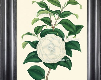 BOTANICAL PRINT ANDREWS 8x10 Botanical Art Print 17 Antique Beautiful Whtie Camellia Spring Summer Garden Plant Flower to Frame