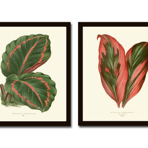 May include: Two framed botanical illustrations of green and red leaves. The first image shows two leaves with a green background and the text "Maranta North River" and "21". The second image shows two leaves with a red background and the text "Calathea Versicolor" and "Will".
