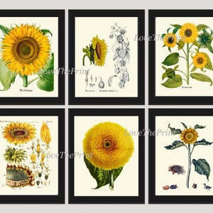 Zonnebloem Print Set van 6 kunst wordt afgedrukt 8 x 10 antieke bloemen illustratie bloemblaadjes zaden bloem grafiek land dieren huisdier Hamster konijntje Hedgehog