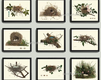 Bird Nest Egg Print SET of 9 Botanical Art 8X10 Beautiful Antique Forest Spring Garden Tree Branch Leaf to Frame Home Wall Room Decor NN