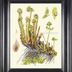 Antique Fern Print Botanical Art 23 Beautiful Green Fern Forest Summer Nature Home Room Wall Decor Interior Design Antique Illustration