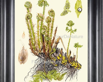 Antique Fern Print Botanical Art 23 Beautiful Green Fern Forest Summer Nature Home Room Wall Decor Interior Design Antique Illustration
