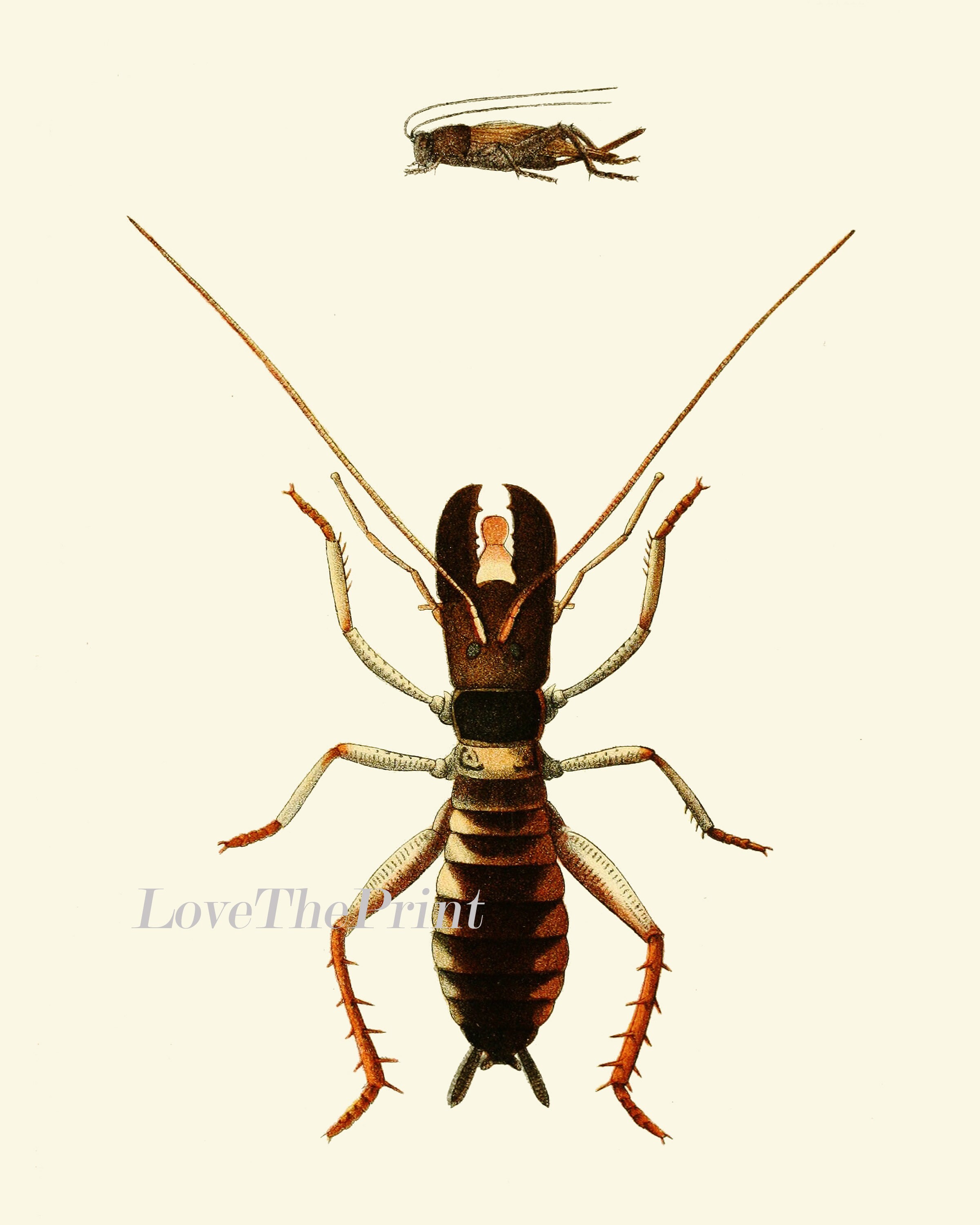 Walking Insect Print Wall Art Set of 2 Beautiful Antique Vintage Bug ...