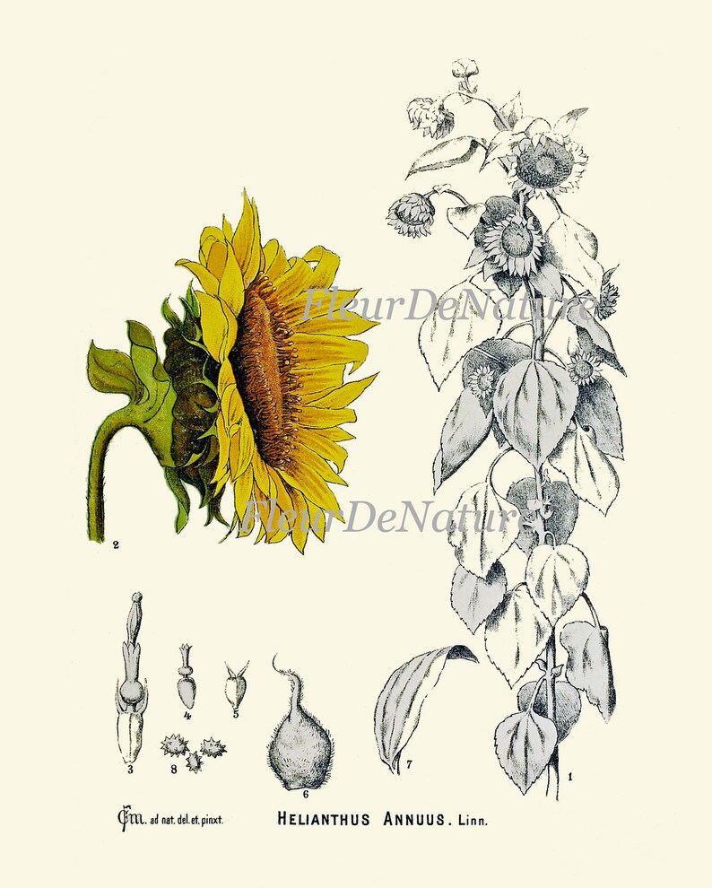 Sunflower Print Set of 4 Art Prints 8x10 Antique Flowers Illustration Petals Seeds Flower Chart Wall Gallery Dining Living Room Kitchen image 4