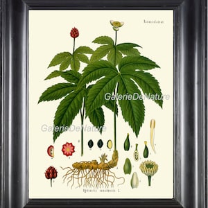 IMPRESSÃO BOTÂNICA Kohler 8x10 Impressão de arte botânica 30 linda flor tropical planta sementes antigas bulbo gráfico decoração de casa imagem desenho