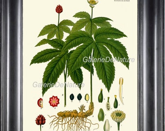 BOTANICAL PRINT Kohler 8x10 Botanical Art Print 30 Beautiful Tropical Flower Plant Antique Seeds Bulb Chart Home Decor Picture Drawing