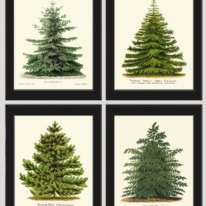 Christmas Tree Pine Print SET of 4 Botanical Antique Nordmann Caucasian Fir Scotch Pine Norway Spruce Japanese Larch Home Wall Art Decor