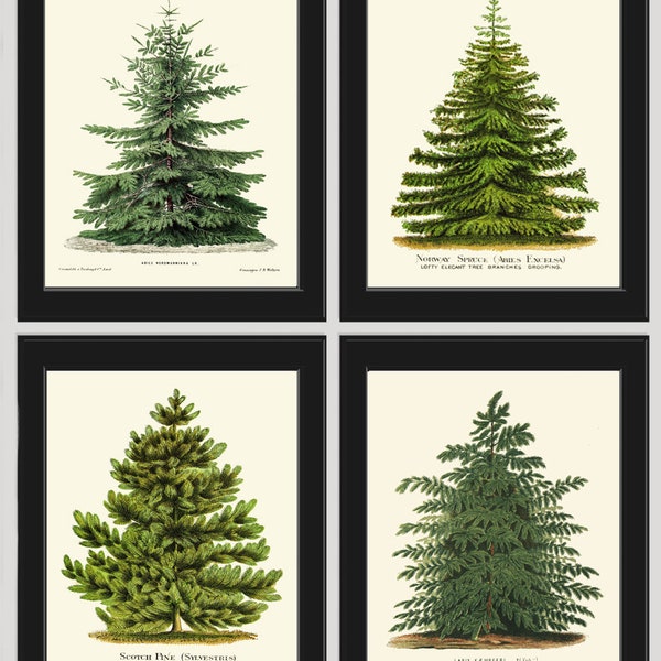 Christmas Tree Pine Print SET of 4 Botanical Antique Nordmann Caucasian Fir Scotch Pine Norway Spruce Japanese Larch Home Wall Art Decor