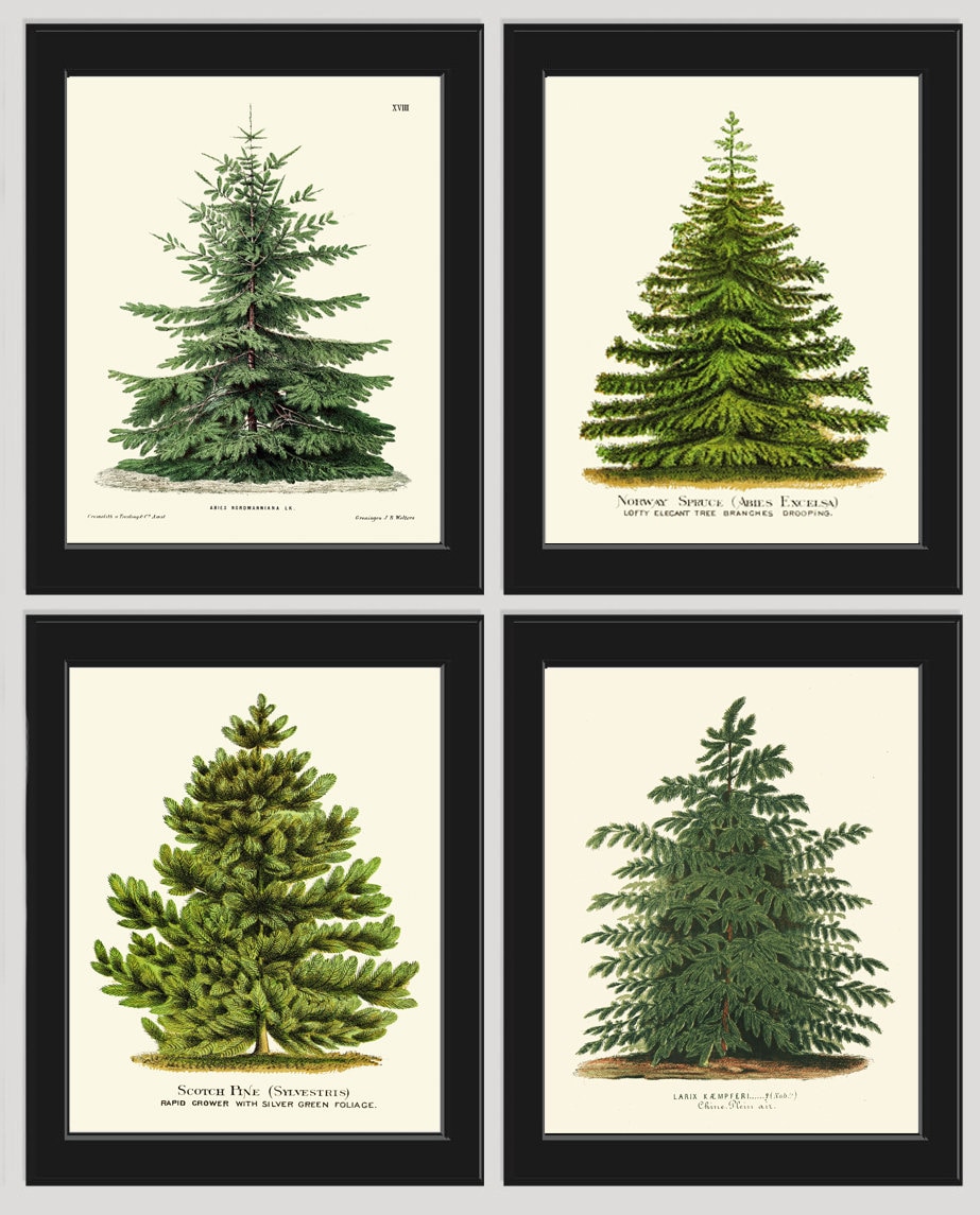 Christmas Tree Pine Print SET of 4 Botanical Antique