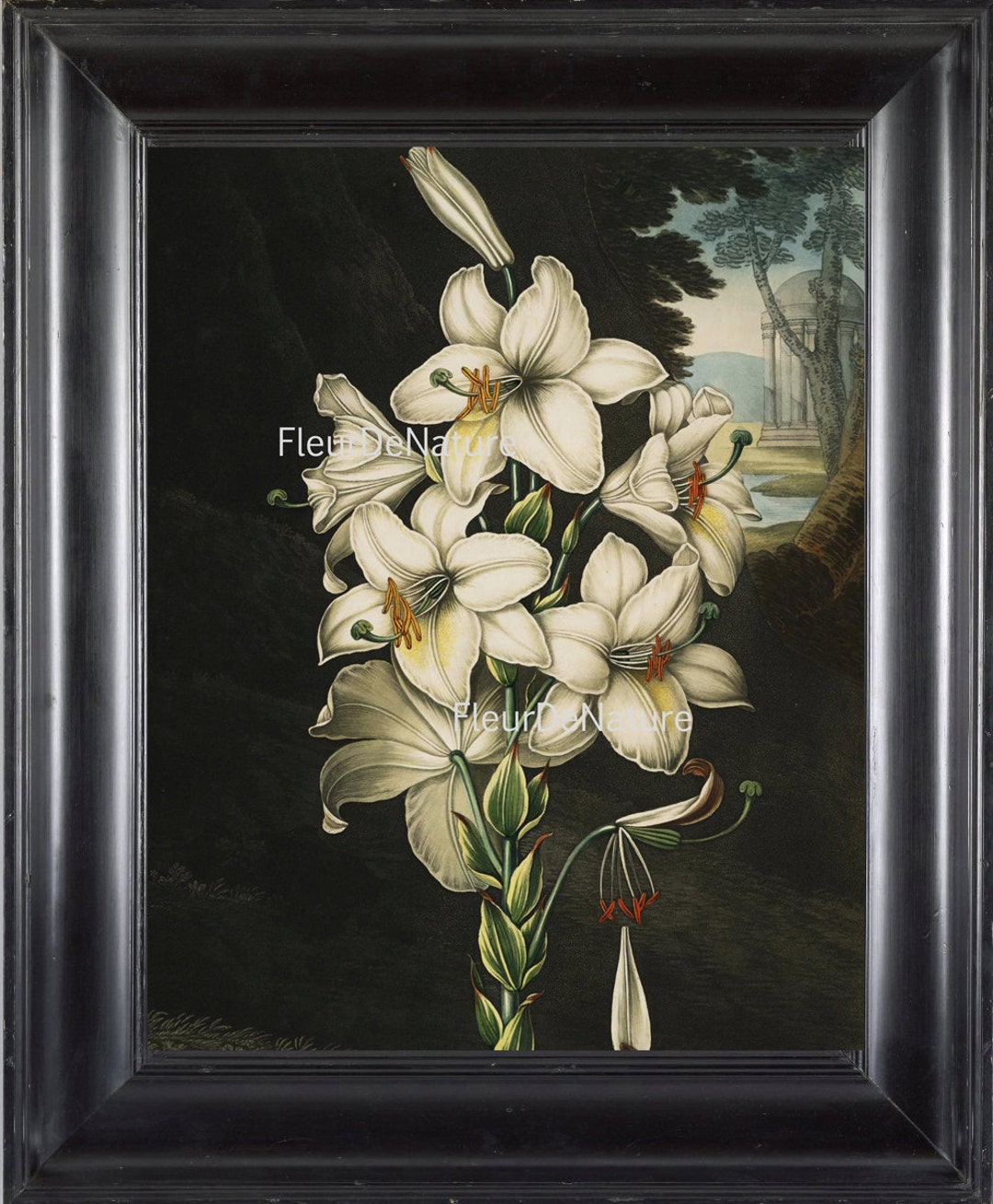 BOTANICAL PRINT Wall Art TH19 Beautiful Antique Large White