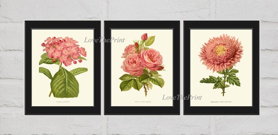 Pink Flowers Botanical Print Set of 3 Prints Beautiful Antique | Etsy