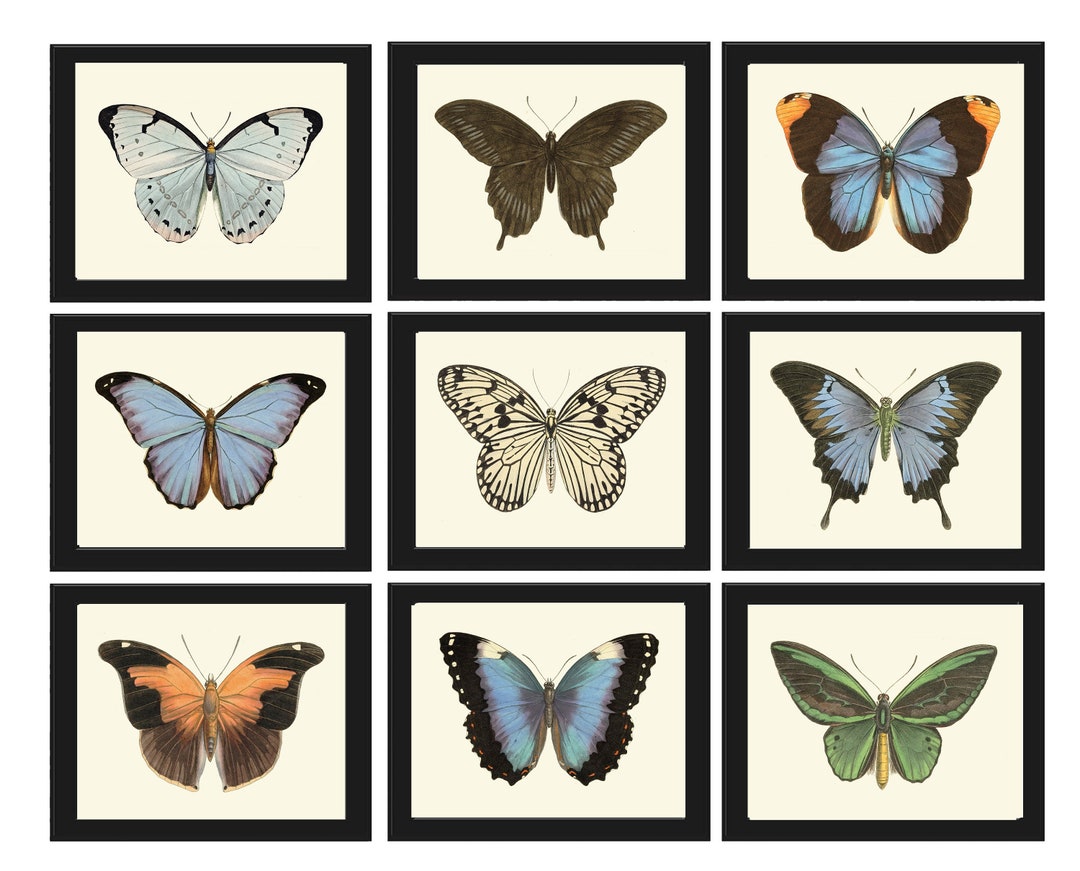 Butterfly Wall Art Print SET of 9 Beautiful Antique Vintage Blue ...