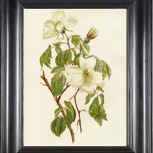 Impressão de arte de parede botânica de flor rosa branca 2 Willmott Linda sala de jantar antiga, quarto, corredor, decoração de parede de casa para moldura