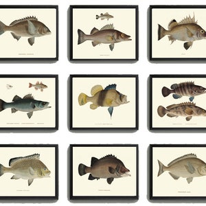 Fish Print Set of 9 Wall Art Prints Beautiful Antique Vintage Lake House River Fresh Water Cottage Cabin Outdoor Home Decor to Frame FJ