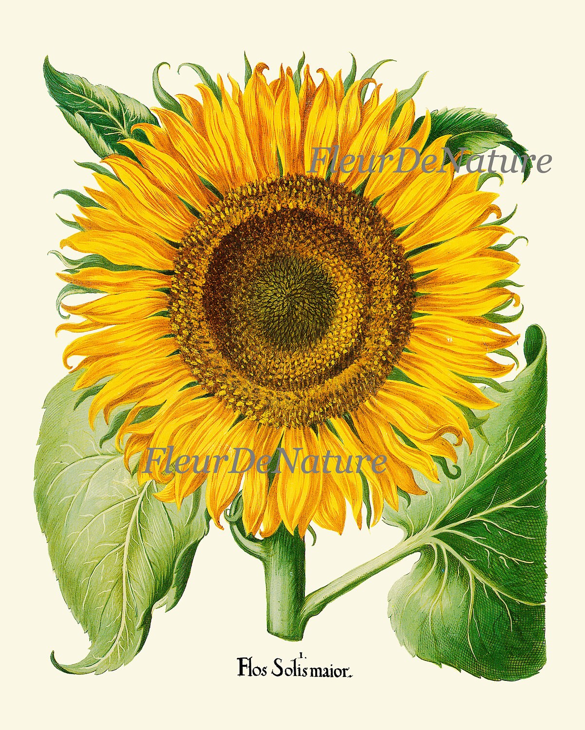 Sunflower Print Set of 6 Art Prints 8x10 Antique Flowers Etsy