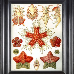 SEASTAR PRINT Ernst Haeckel 8X10 Art Print 7 Antique Colored Sea Star Starfish Red Orange Coral Beautiful Ocean Natural Science Home Decor