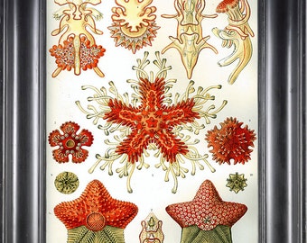 SEASTAR PRINT Ernst Haeckel 8X10 Art Print 7 Antique Colored Sea Star Starfish Red Orange Coral Beautiful Ocean Natural Science Home Decor