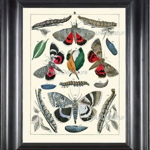 Butterfly PRINT Berge 8x10 Art 24 Beautiful Butterflies Red IvoryBackground Antique Chart Insect Plate Home Room Wall Decor Design to Frame