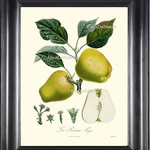FRUTO botánico Poiteau impresión 8 x 10 grabado arte botánico 33 francés manzana carta primavera verano jardín planta escrito antiguo marco