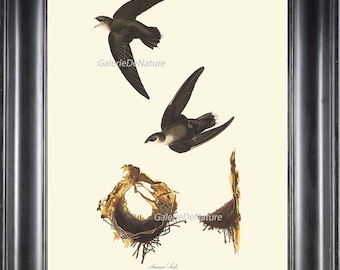 AUDUBON BIRD PRINT 8X10 Art 9 American Black Swift Nest Antique Beautiful Nature Home Wall Decor Interior Design to Frame Dining Living Room