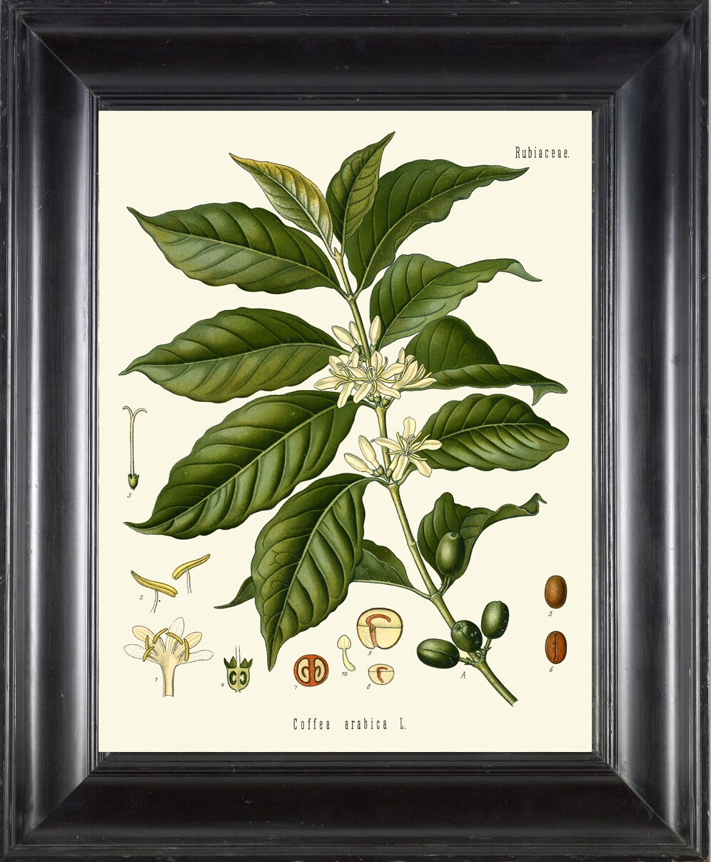 Coffee Print Poster | Wall Art Kohler 205 | Schöne antike Grünanlage Berry Chart