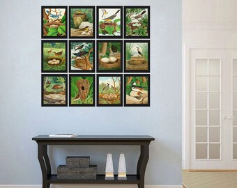 Bird Nest Print SET of 12 Prints Blue Jay Yellow Red Diver Yellowthroat Chat Marsh Wren Cockoo Rail Grackle Buzzard Merganser Sheldrake GT