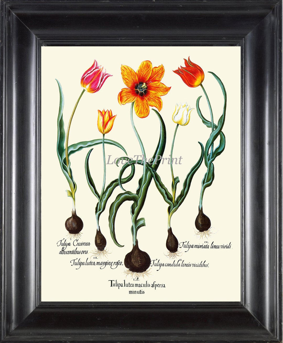 Tulip Botanical Print 017 Besler Beautiful Red Yellow Garden Flowers ...