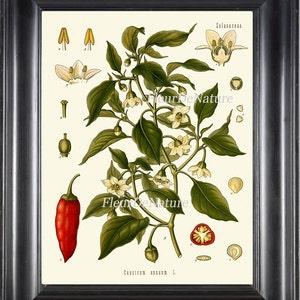 Süß und Chili Peppers botanische Kunstdruck 16 Kohler 8 x 10 schöne antike Spice Red White Blumen Pflanze grün Kräutergarten Pflanze Diagramm