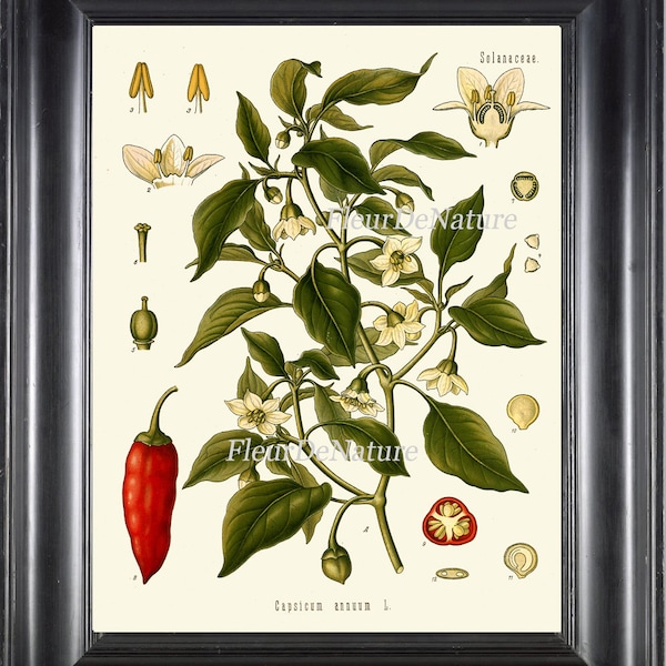 Süß und Chili Peppers botanische Kunstdruck 16 Kohler 8 x 10 schöne antike Spice Red White Blumen Pflanze grün Kräutergarten Pflanze Diagramm