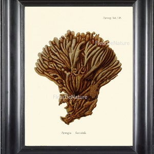 CORAL PRINT Esper  8x10 Art Print 30 Beautiful Antique Sea Ocean Coral Nature to Frame Home Decoration Wall Hanging Marine Nautical Seashore