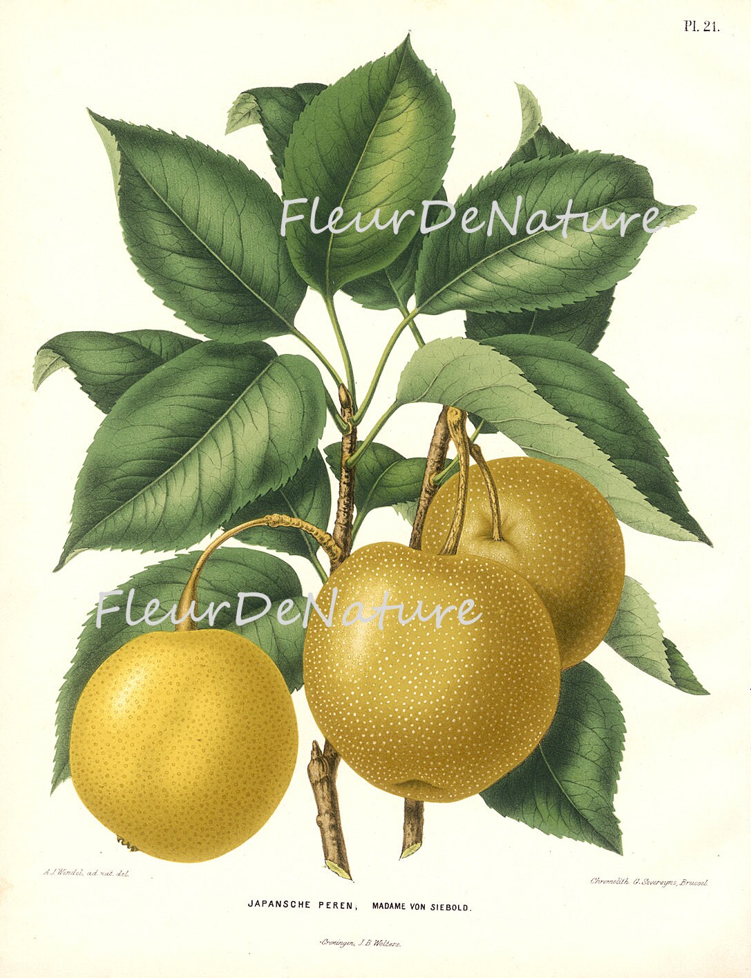BOTANICAL PRINT FRUIT Wendel 8x10 Botanical Art Print 17 Etsy