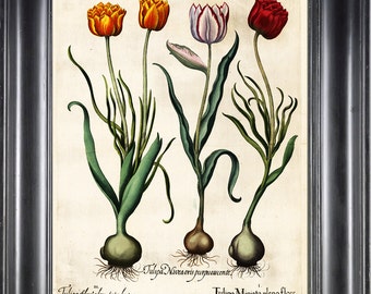 BOTANICAL PRINT Besler 8x10 Botanical Art Print 20 Beautiful Red Yellow Tulips Spring Garden Flowers Bulb Chart Antique Writing Home Decor