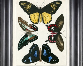 BOTANICAL PRINT Berge Butterfly 8x10 Botanical Art Print 2 Beautiful Antique Butterflies Aernauta Natural History Plate to Frame