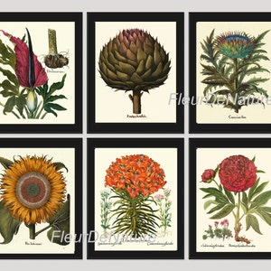 BOTANICAL Print SET of 6 Art Prints 8x10 Besler Beautiful Large Yellow Sunflower Lily Peony Artichoke Garden Nature Home Room Wall Decor