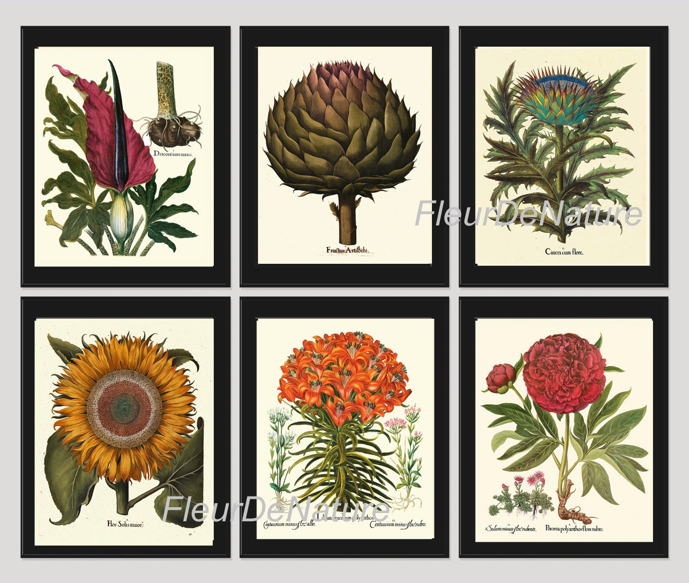 BOTANICAL Print SET of 6 Art Prints 8x10 Besler Beautiful Large Yellow ...
