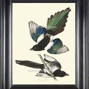 AUDUBON BIRD PRINT 8X10 Art 5 American Magpie Antique Beautiful Forest Nature Home Room Wall Decor Decoration Interior Design to Frame