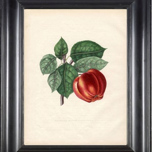 FRUIT PRINT Bivort 8X10 Botanical Art Print 11 Antique Beautiful Red Apple Tree Branch Leaves Home Garden Decor