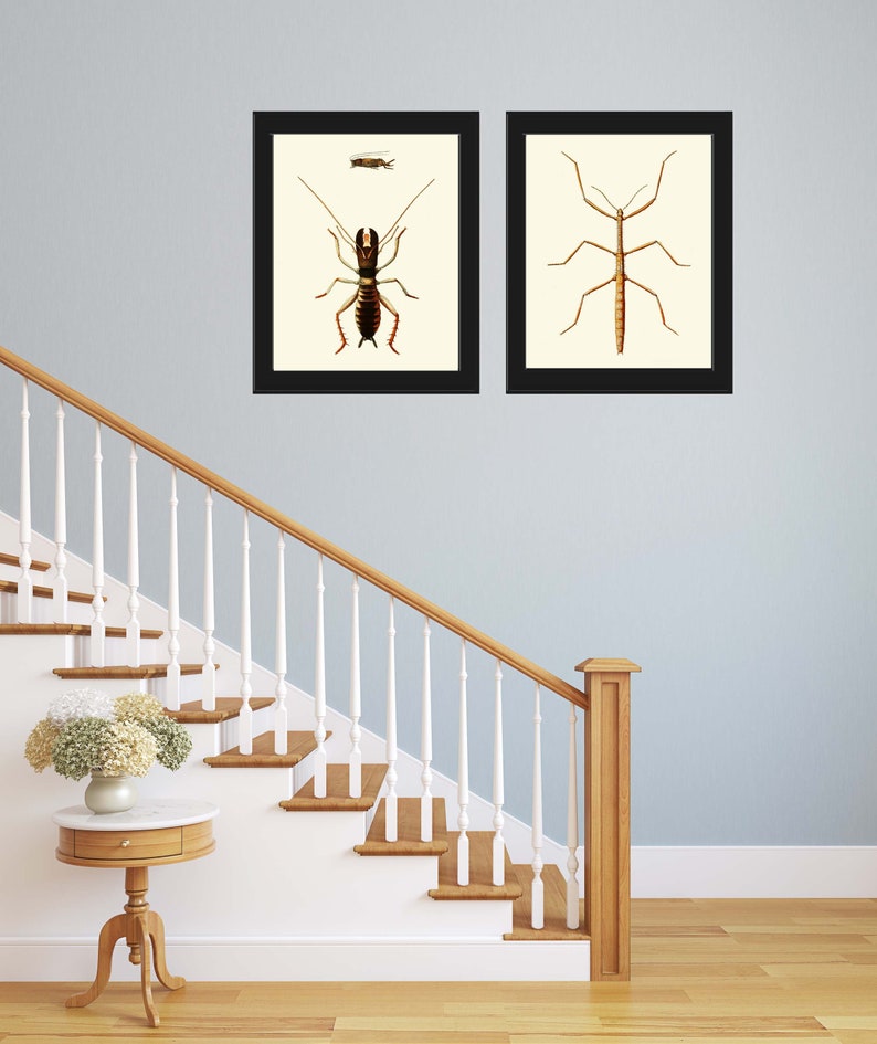 Walking Insect Print Wall Art Set of 2 Beautiful Antique Vintage Bug ...