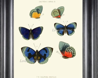 Butterfly Print Wall Art WH3 Beautiful Antique Butterflies Blue Red Green Garden Home Room Decor Illustration Picture Watercolor to Frame