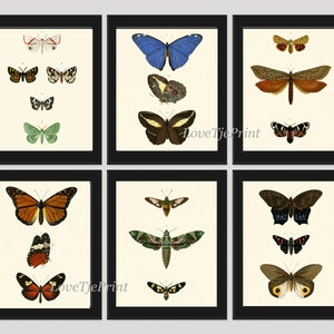 Vlinder Print SET van 6 prenten mooie muur kunst antiek blauw groen natuurlijke wetenschap grafiek zomer tuin Insect groen aard Decor van het huis
