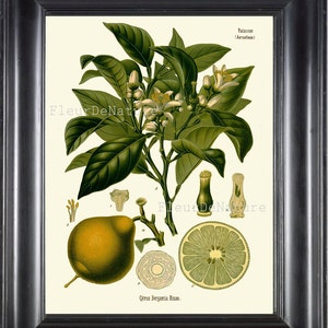 BOTANICAL PRINT Kohler 8x10 Botanical Art Print 121 Beautiful Lemon Citrus Fruit Tree Chart to Frame Home Decor Interior Design
