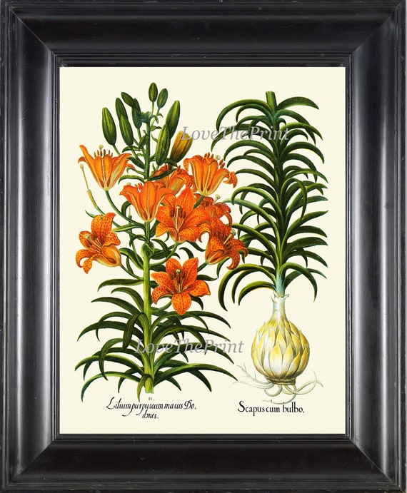 Fire Lily Basilius Besler Vintage Botanical Poster