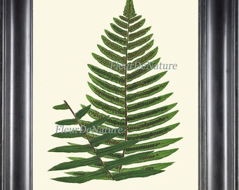 Fern Print Botanical Art 3 Antique Beautiful Green Ferns Living Dining Room Kitchen Bedroom Hallway Home Room Wall Decor Interior Design